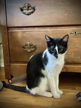 Rescue Tuxedo Cats for Adoption in Delhi, Ontario - KATRIA | PetCurious