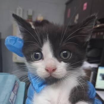 Flamingo -  Domestic Short Hair Cat for Adoption in Summerville, South Carolina - Flamingo | PetCurious