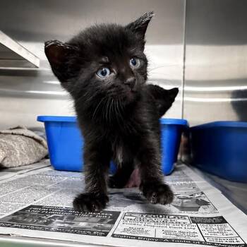 Flower -  Domestic Short Hair Cat Available for Adoption in Mount Vernon, Indiana - Flower | PetCurious