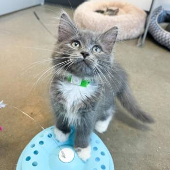 Junie -  Domestic Short Hair Cat for Adoption in Fort Wayne, Indiana - Junie | PetCurious