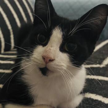 JR -  Domestic Short Hair Cat for Adoption in Buffalo, New York - JR | PetCurious