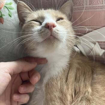 Rescue Domestic Short Hair Cats for Adoption in Columbia, South Carolina - Jacko | PetCurious