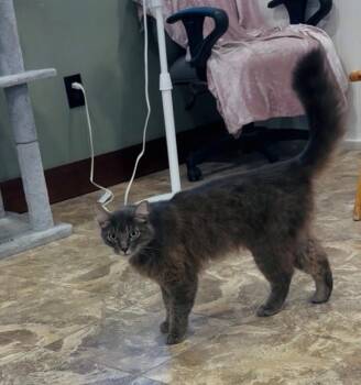 Domestic Medium Hair Cats Available for Adoption in Grass Valley, California - Ezra | PetCurious