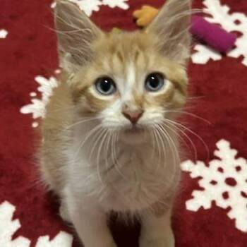 Butters C70619 -  Domestic Short Hair Cat for Adoption in Minnetonka, Minnesota - Butters C70619 | PetCurious