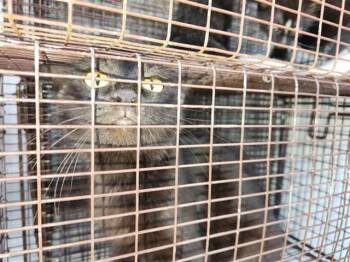 A660983 -  Domestic Short Hair Cat for Adoption in Houston, Texas - A660983 | PetCurious