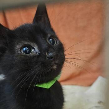 Benson Boone -  Domestic Short Hair Cat for Adoption in Dublin, California - Benson Boone | PetCurious