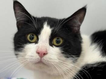 Domestic Short Hair Cats Available for Adoption in Portland, Oregon - Peter | PetCurious