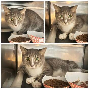 Cilly -  Domestic Short Hair Cat for Adoption in New York, New York - Cilly | PetCurious