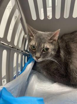 Rescue Domestic Short Hair Cats for Adoption in Sevierville, Tennessee - Comet | PetCurious