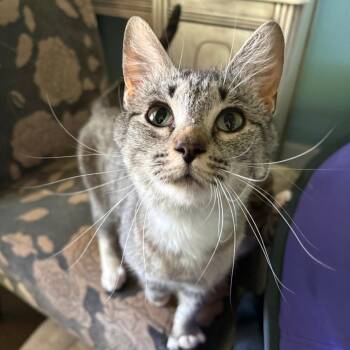 Zira -  Domestic Short Hair Cat for Adoption in Salt Lake City, Utah - Zira | PetCurious