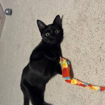 Rescue Domestic Short Hair Cats for Adoption in Hudsonville, Michigan - Willow | PetCurious