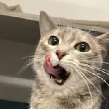 Domestic Short Hair Cats Available for Adoption in Hilliard, Ohio - Bethany | PetCurious