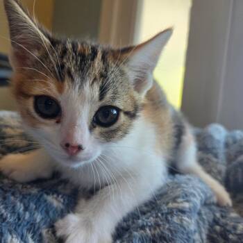 Quesadilla -  Domestic Short Hair Cat Available for Adoption in Brea, California - Quesadilla | PetCurious