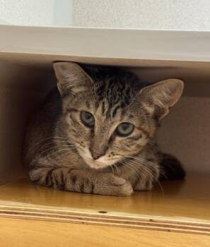 Darnita -  Domestic Short Hair Cat for Adoption in Bellevue, Washington - Darnita | PetCurious