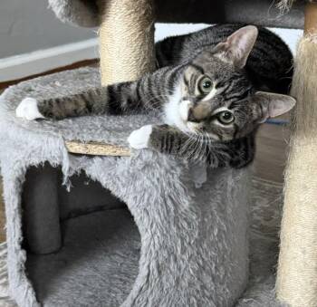 Cricket -  Domestic Short Hair Cat for Adoption in Bellmawr, New Jersey - Cricket | PetCurious