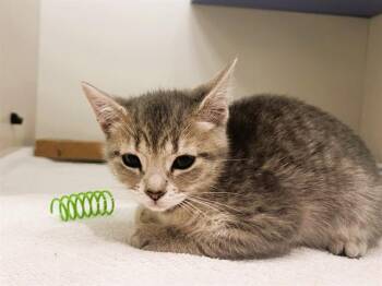 Domestic Short Hair Cats Available for Adoption in Palo Alto, California - MARMITE | PetCurious