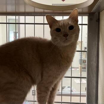 Domestic Short Hair Cats Available for Adoption in Roanoke, Virginia - Lilly | PetCurious