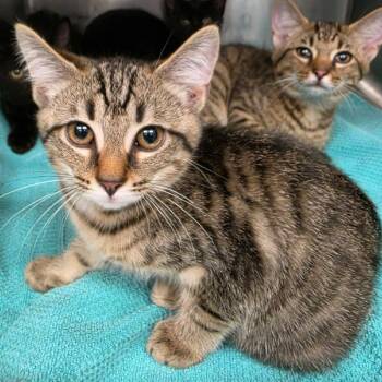 Ginger -  Domestic Short Hair Cat for Adoption in Martinsville, Virginia - Ginger | PetCurious