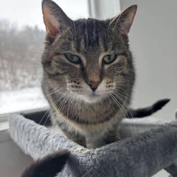 Domestic Short Hair Cats Available for Adoption - Hazel - Adoption Fee Waived! | PetCurious