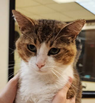 Rescue Tabby and Domestic Short Hair Cats for Adoption in Greenfield, Indiana - Dexter | PetCurious