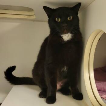 Domestic Short Hair Cats Available for Adoption - Olive | PetCurious