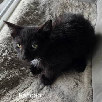 Pandan -  Domestic Short Hair Cat for Adoption in Long Beach, California - Pandan | PetCurious