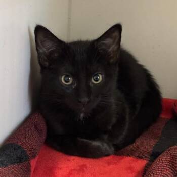 Raven -  Domestic Short Hair Cat for Adoption in Hawthorne, California - Raven | PetCurious