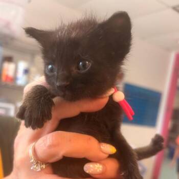 Peony 13 -  Domestic Short Hair Cat for Adoption in Austin, Texas - Peony 13 | PetCurious