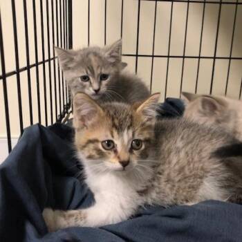 Dill -  Domestic Short Hair Cat for Adoption - Dill | PetCurious