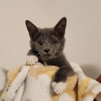 Rescue Domestic Short Hair Cats for Adoption in North Port, Florida - Whisper | PetCurious