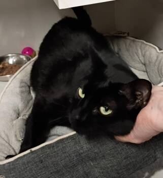 Chief -  Domestic Short Hair Cat for Adoption in Rockford, Illinois - Chief | PetCurious