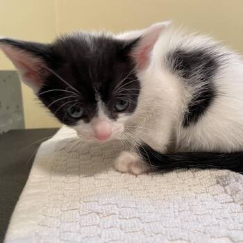 Judy Hopps -  Domestic Short Hair Cat for Adoption in Pasadena, California - Judy Hopps | PetCurious