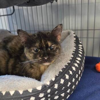 Domestic Short Hair Cats Available for Adoption in Muncie, Indiana - Painted Lady | PetCurious