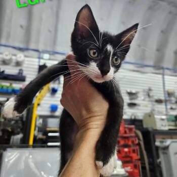 Luka -  Domestic Short Hair Cat for Adoption in Lewisville, Texas - Luka | PetCurious