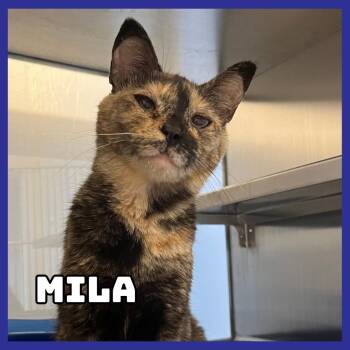 Mila -  Domestic Short Hair Cat for Adoption in Glenwood, Minnesota - Mila | PetCurious