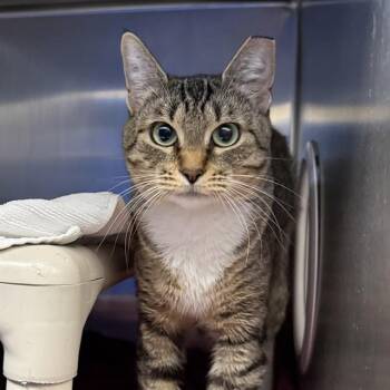 MAJESTY -  Domestic Short Hair Cat for Adoption in Las Vegas, Nevada - MAJESTY | PetCurious