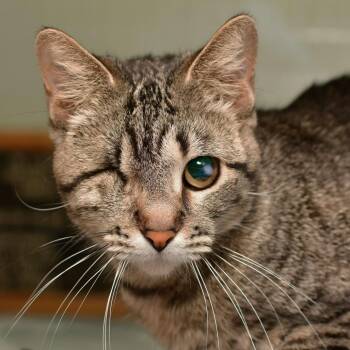 Biscuit -  Domestic Short Hair Cat for Adoption in Ottawa, Kansas - Biscuit | PetCurious