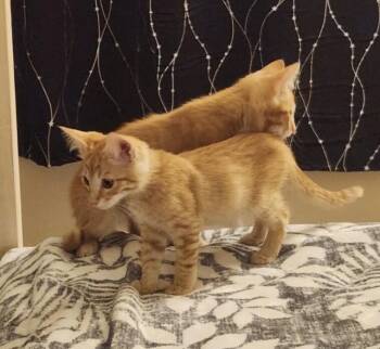 Phoenix - AZ Litter -  Tabby Cat for Adoption in Anthem, Arizona - Phoenix - AZ Litter | PetCurious