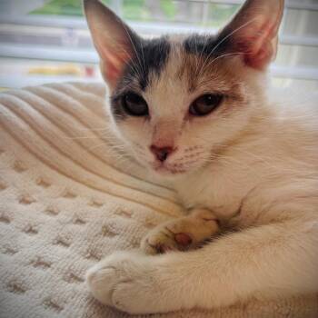 Alicent -  Domestic Short Hair Cat for Adoption in Grantsville, Utah - Alicent | PetCurious
