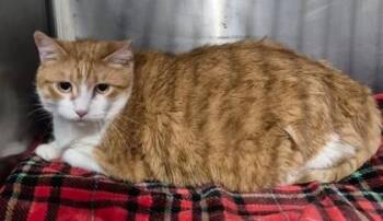 Foxxy -  Domestic Short Hair Cat for Adoption in Butte, Montana - Foxxy | PetCurious