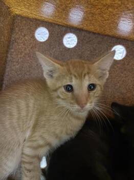 61384908 -  Domestic Short Hair Cat for Adoption in El Paso, Texas - 61384908 | PetCurious