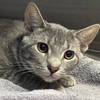 George Glass -  Domestic Short Hair Cat for Adoption in Davenport, Iowa - George Glass | PetCurious