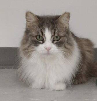 Jamie  (A Diva) -  Domestic Medium Hair Cat for Adoption in Richmond Hill, Ontario - Jamie  (A Diva) | PetCurious