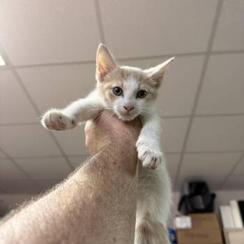Three -  Domestic Short Hair Cat for Adoption in Columbia, South Carolina - Three | PetCurious