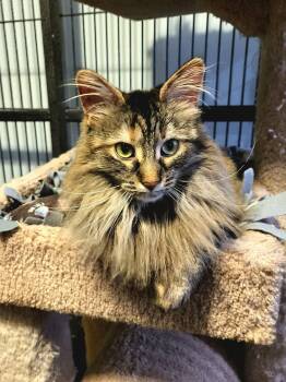 Domestic Medium Hair Cats Available for Adoption in Green Bay, Wisconsin - Autumn | PetCurious