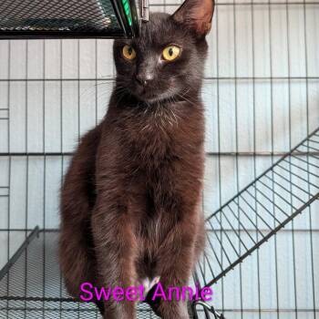 Sweet Annie -  Domestic Short Hair Cat for Adoption in Carmel, Indiana - Sweet Annie | PetCurious