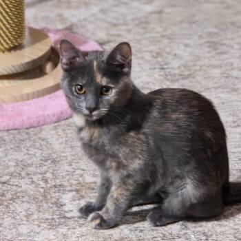 Agatha -  Domestic Short Hair Cat for Adoption in Layton, Utah - Agatha | PetCurious