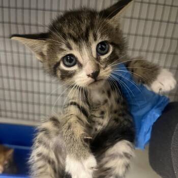 Micha -  Domestic Medium Hair Cat for Adoption in Columbiana, Alabama - Micha | PetCurious