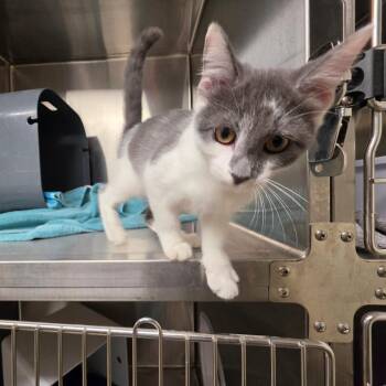 25105 -  Domestic Short Hair Cat for Adoption in Briarcliff Manor, New York - 25105 | PetCurious