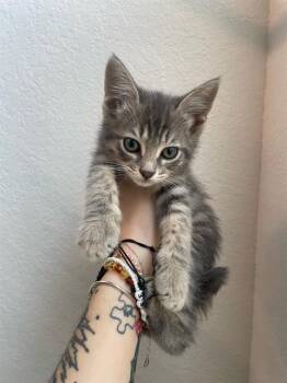 Domestic Short Hair Cats Available for Adoption in San Antonio, Texas - SQUID | PetCurious